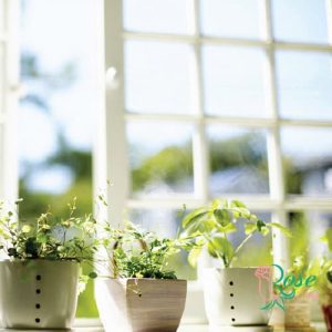 نگهداری گیاهان در تابستان